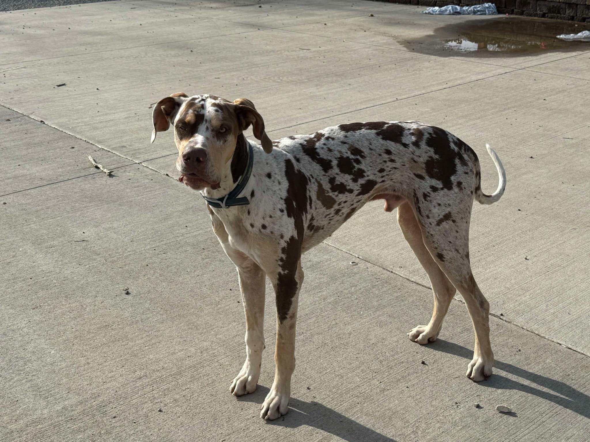 remi